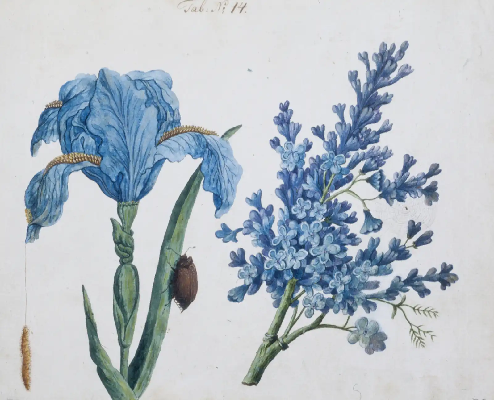 A watercolor painting of a beetle on a blue wildflower
