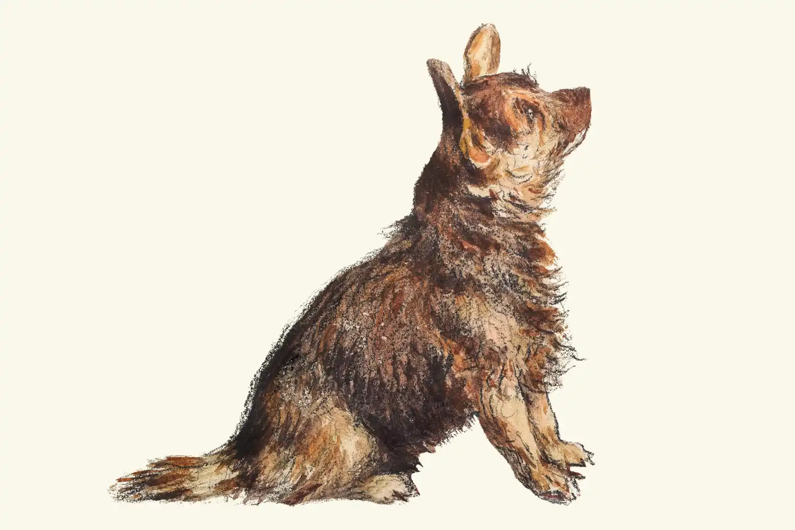 A watercolor painting of a scruffy brown terrier sitting in profile on a cream background, ears up, looking upward attentively