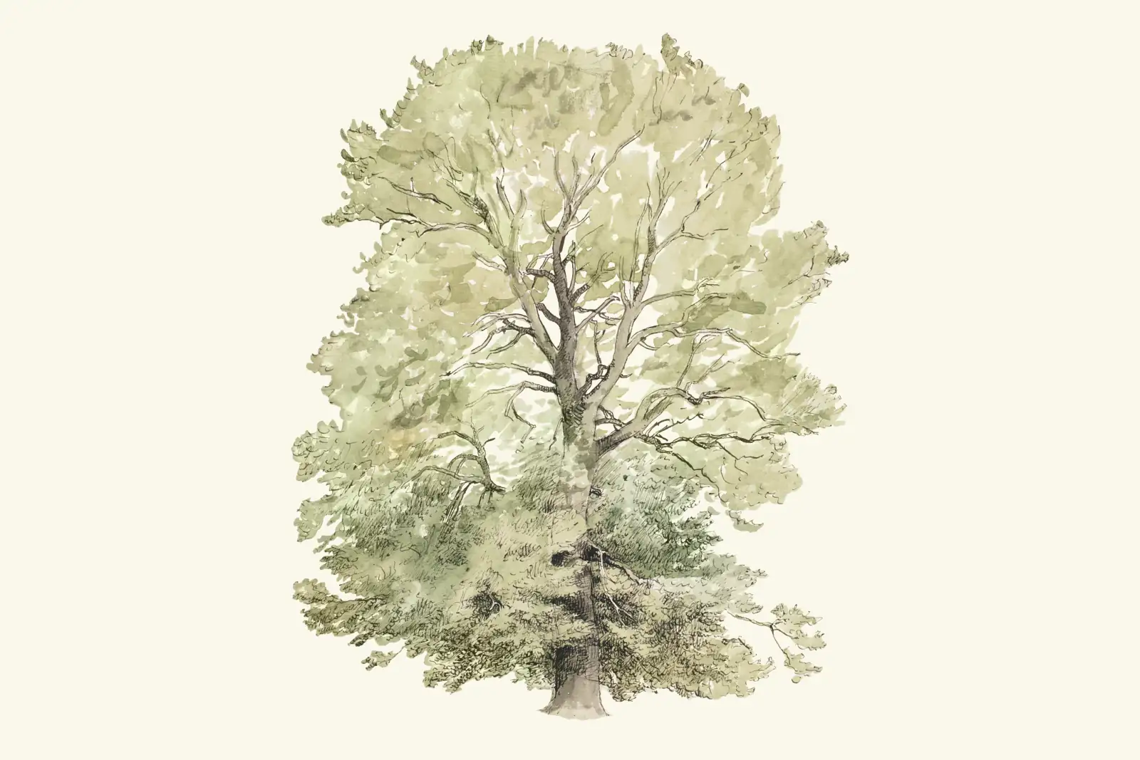 A watercolor painting of a tree